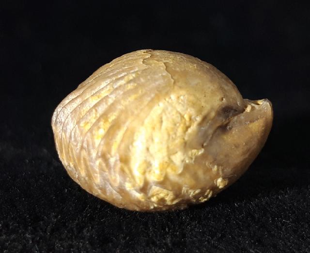 Torquirhynchia royeriana (ORBIGNY 1850) - Bild © FossNet FossilienStore